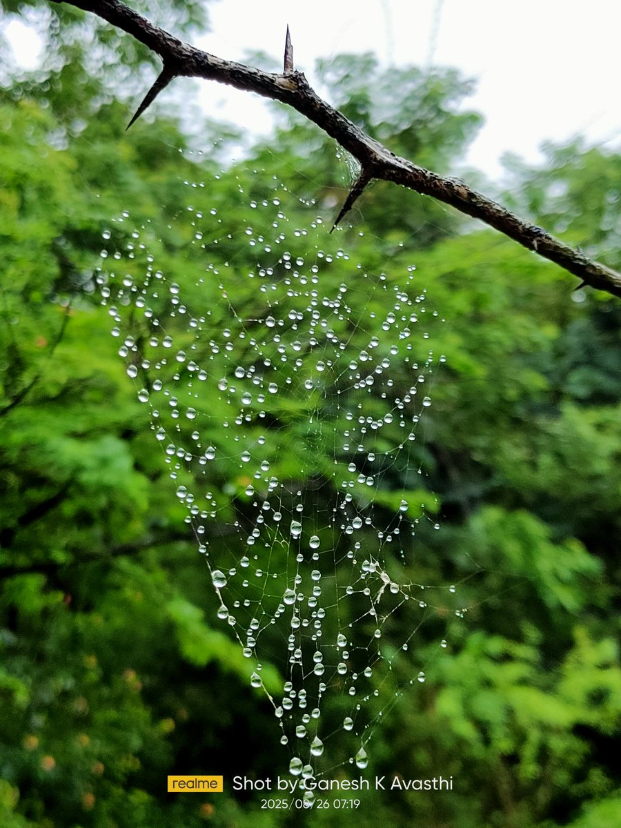Devavasthi's tweet image. Share your photographs with Green Background. 💚🟢

Because To see green is to feel alive.