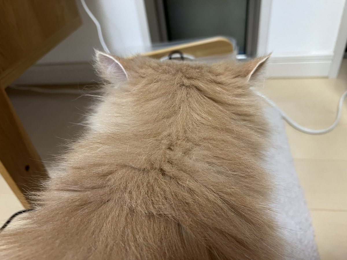 猫の後頭部マニア🐱