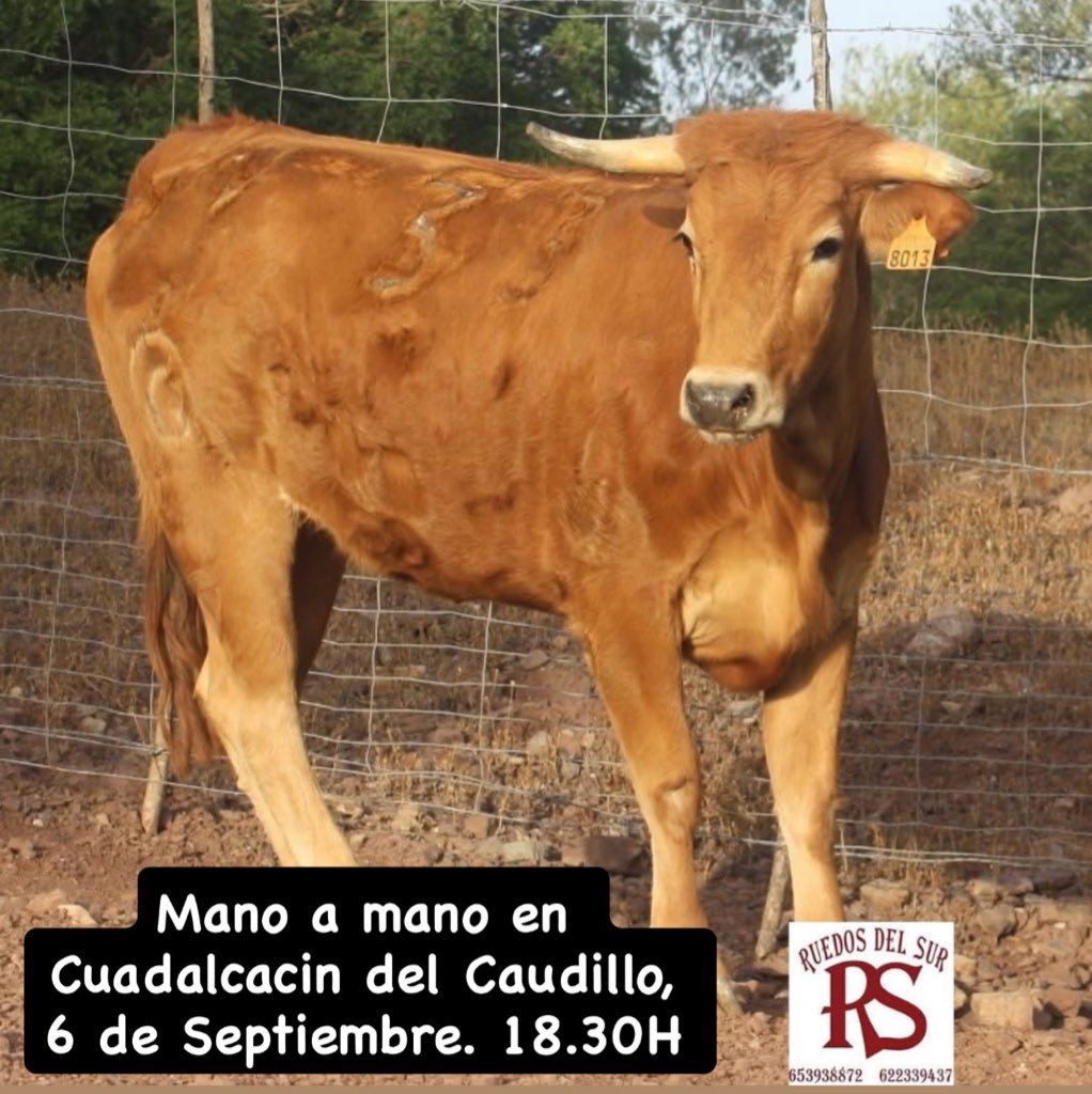 El Maletilla 🇪🇸 tweet media