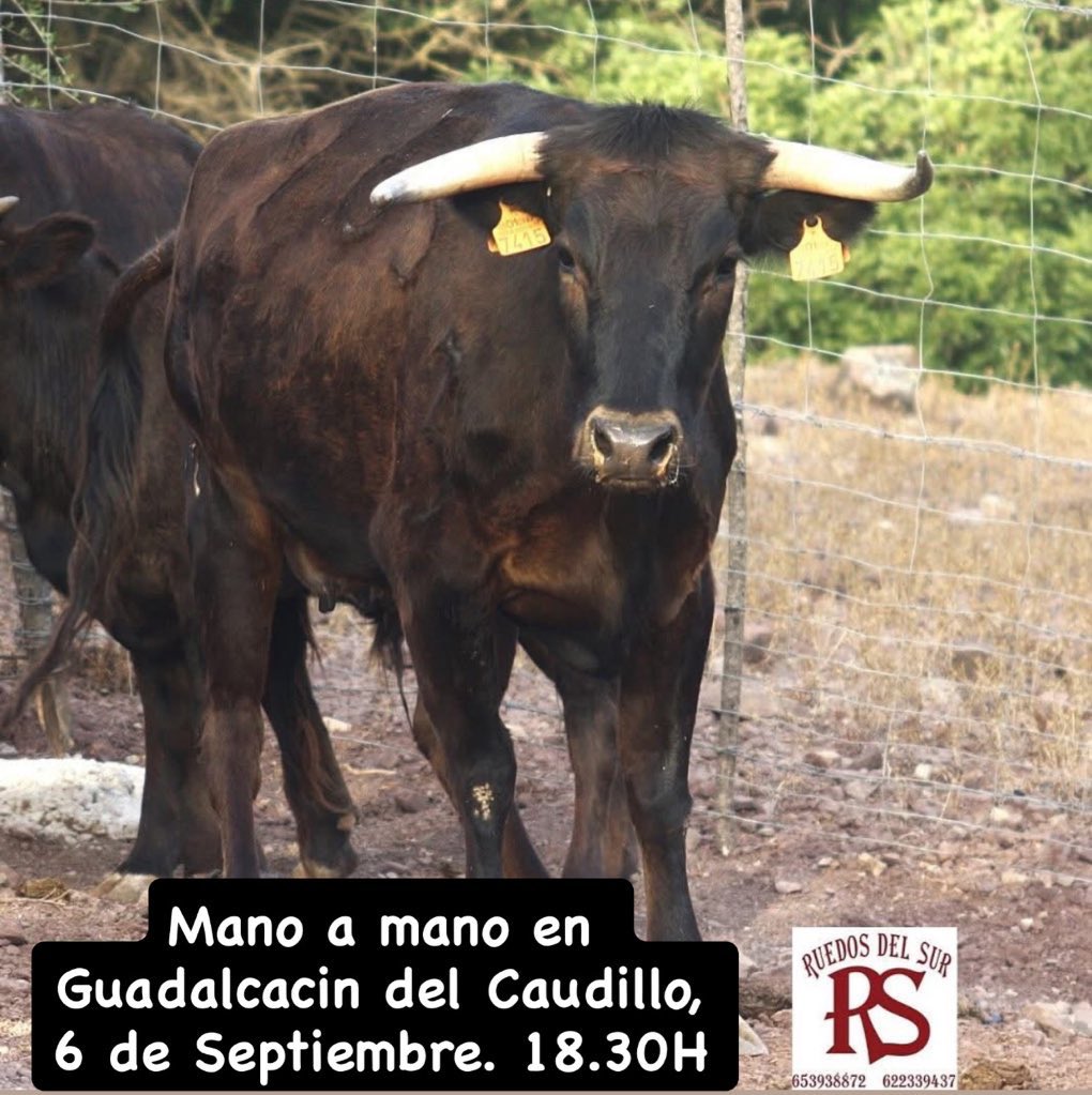 El Maletilla 🇪🇸 tweet media