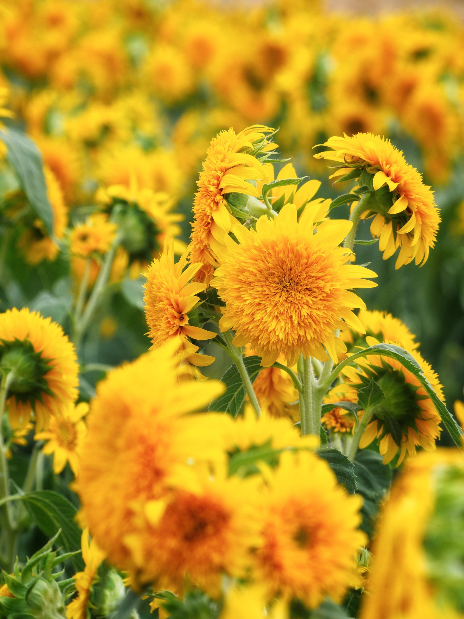 向日葵 - Search / X