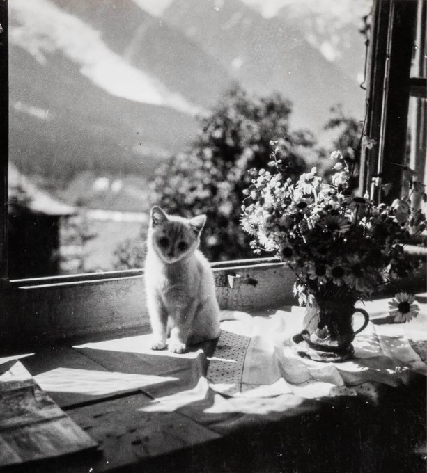 📸 Dora Maar,  ( 1907 - 1997 ).
Chat Savoie,  1935.