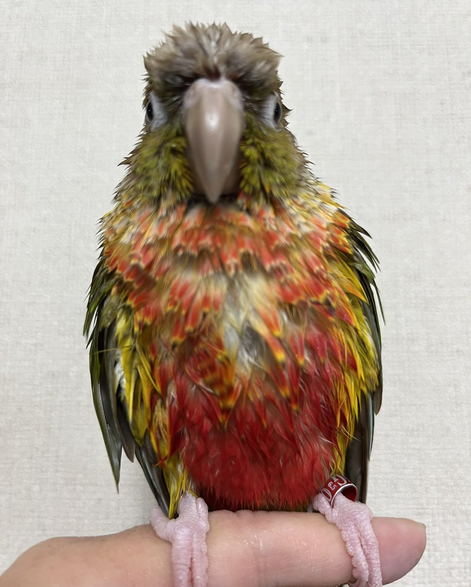 きなこちゃん - Search / X