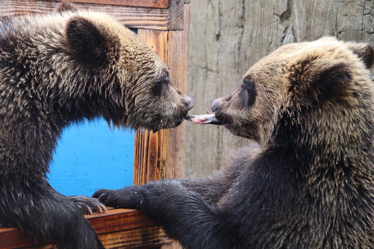 本日よりハンティングタイム開催しています！
土日祝日の11時45分より開始しています🐟

初ゲットをしたのはアイナでしたが
横からルカが横取りしていました😅

これからの成長に乞うご期待！

#取り合いっこ 左 #アイナ 右 #ルカ
#のぼりべつクマ牧場 #クマ牧場 #登別 #エゾヒグマ #北海道