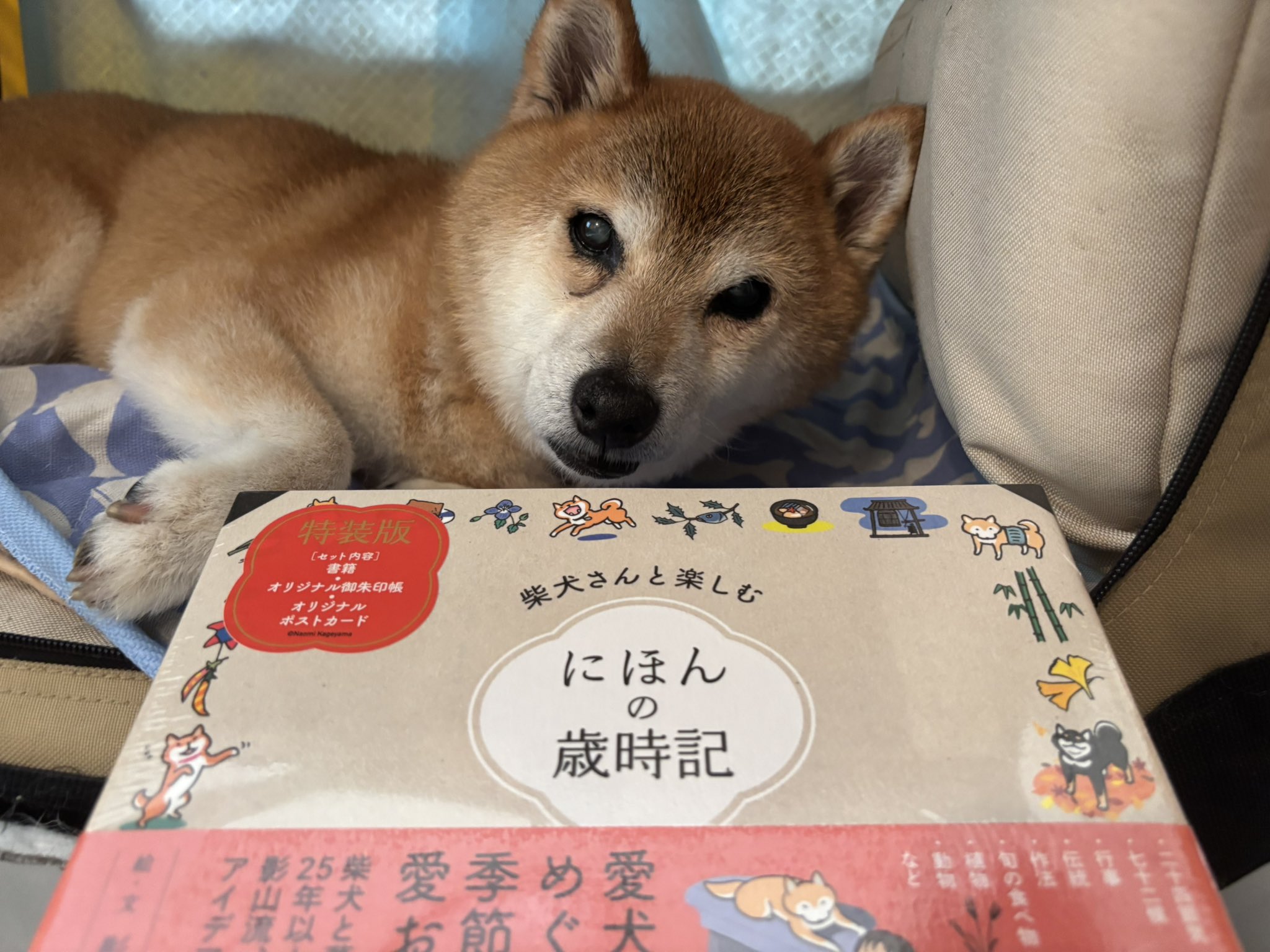 【しばいぬページ】 しばいぬ | 岩合 光昭 |本 | 通販 | Amazon