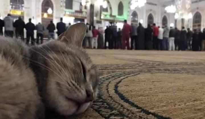 الكل في حضرة الله آمن
صباح الخير... #قروبات_البابلي_للاضافات