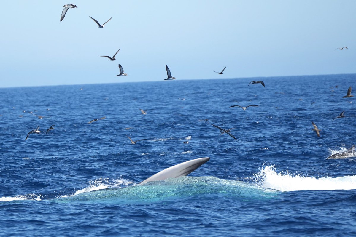 Check out this Fin whale he’s doing his jaws impersonation !