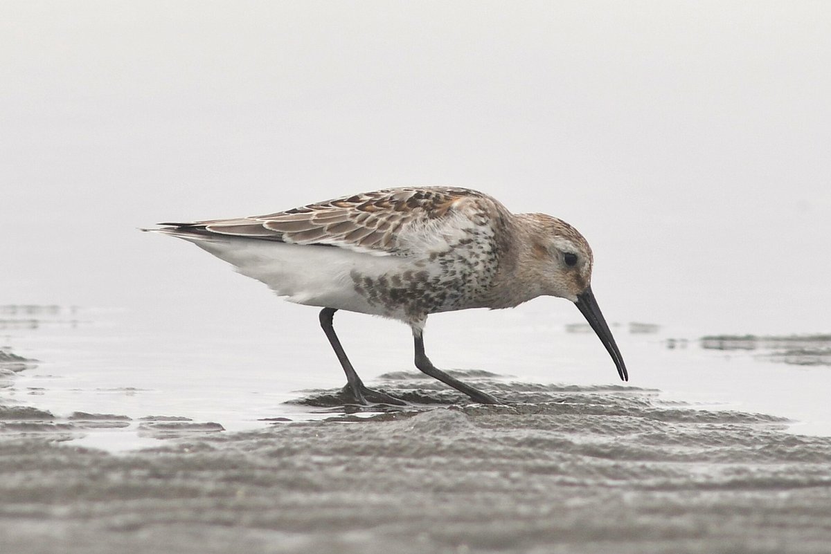三番瀬では9月に入ると、今年生まれたばかりの幼鳥が多く飛来します