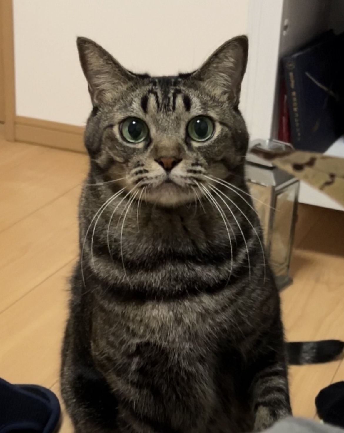 あやしいネコA やまて🐈🌼 on X: 