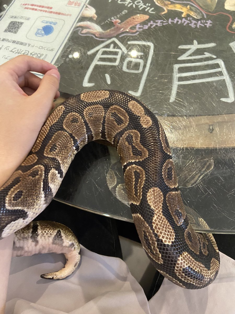 蛇に従えられてる