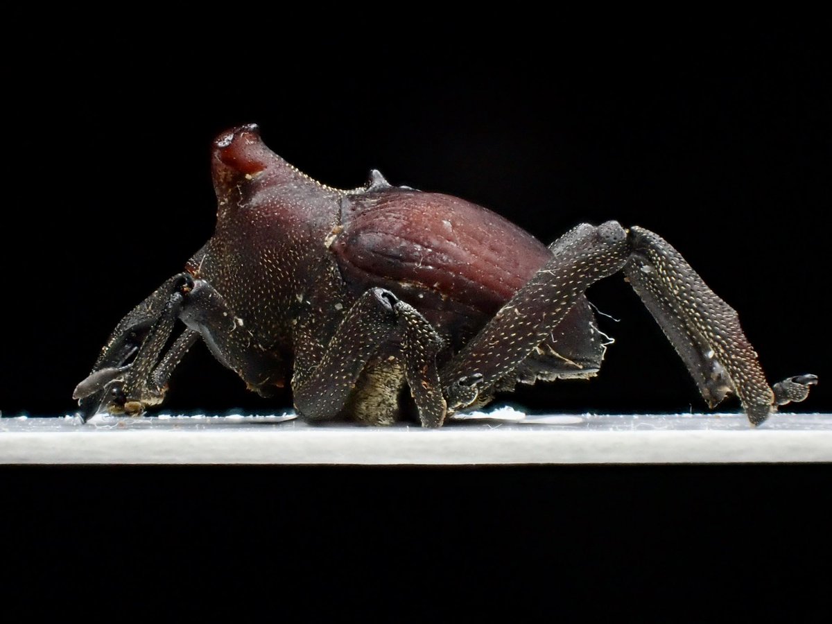 ❁即購入OK ❁.昆虫標本.10点 標本 オオセンチコガネ10頭、ルリセンチコガネ36頭、ミドリ