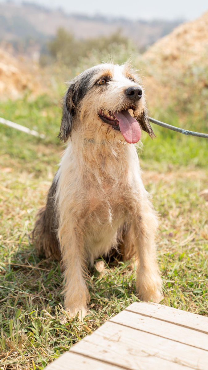 Satın alma, Mersin BŞB barınağından sahiplen!

Paylaşın. Belki de sizin sayenizde yuva bulacaklar.