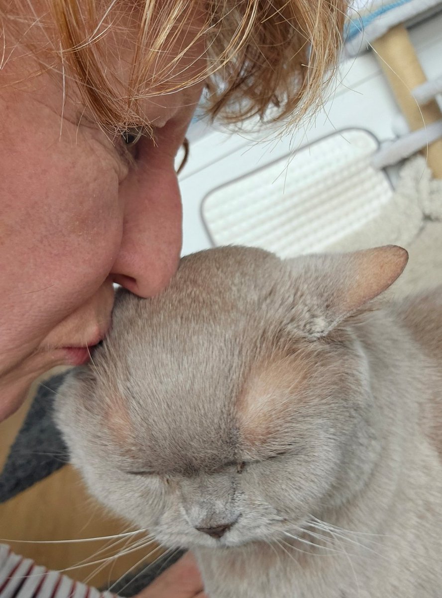 Guten Morgen #Twitterrudel, 17 Wochen bin ich nun ohne mein Tonilein 😢, würde so gerne nochmal sein weiches Fell flauschen.
Genießt das Spätsommer Wochenende und passt auf euch auf, liebe Grüße, Tonis Frauchen 😘