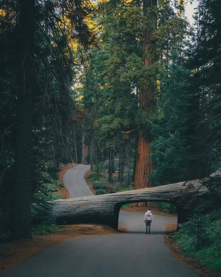 Sequoia National Park, California.