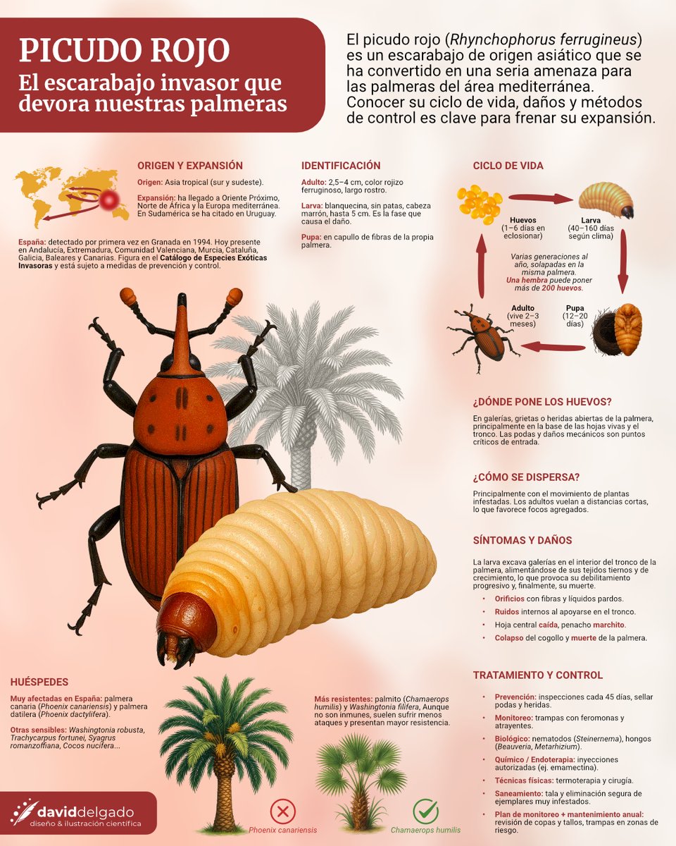 El picudo rojo ("Rhynchophorus ferrugineus") es una especie invasora que amenaza seriamente a las palmeras de la cuenca mediterránea. 

En esta infografía te muestro sus características, cómo identificarlo, qué daños provoca y posibles soluciones.

#PicudoRojo  #Divulgación