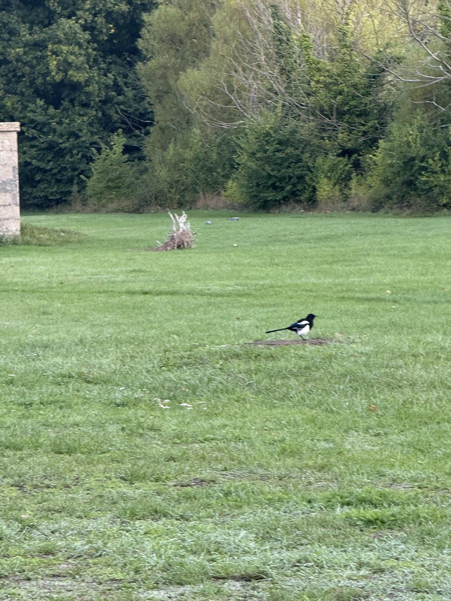 Out early with the doggo. My blind ass thought this was a huge fox sat down looking at us. Only to realise that when I zoomed in, it was a branch.
