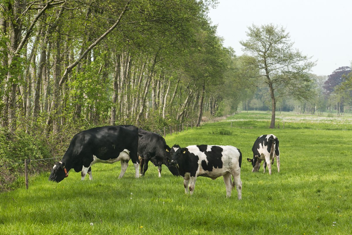 Veehouders uit westerkwartier krijgen korting op kruidenrijk grasland infoleek.nl/103092/2025/09… #InfoLeek