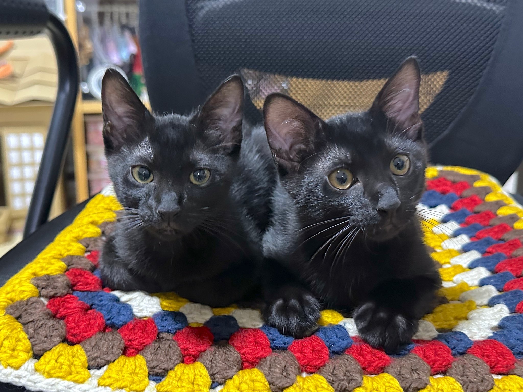 黒猫 2 茶々丸II ChachamaruII 猫のぬいぐるみ – Cuddly公式オンライン