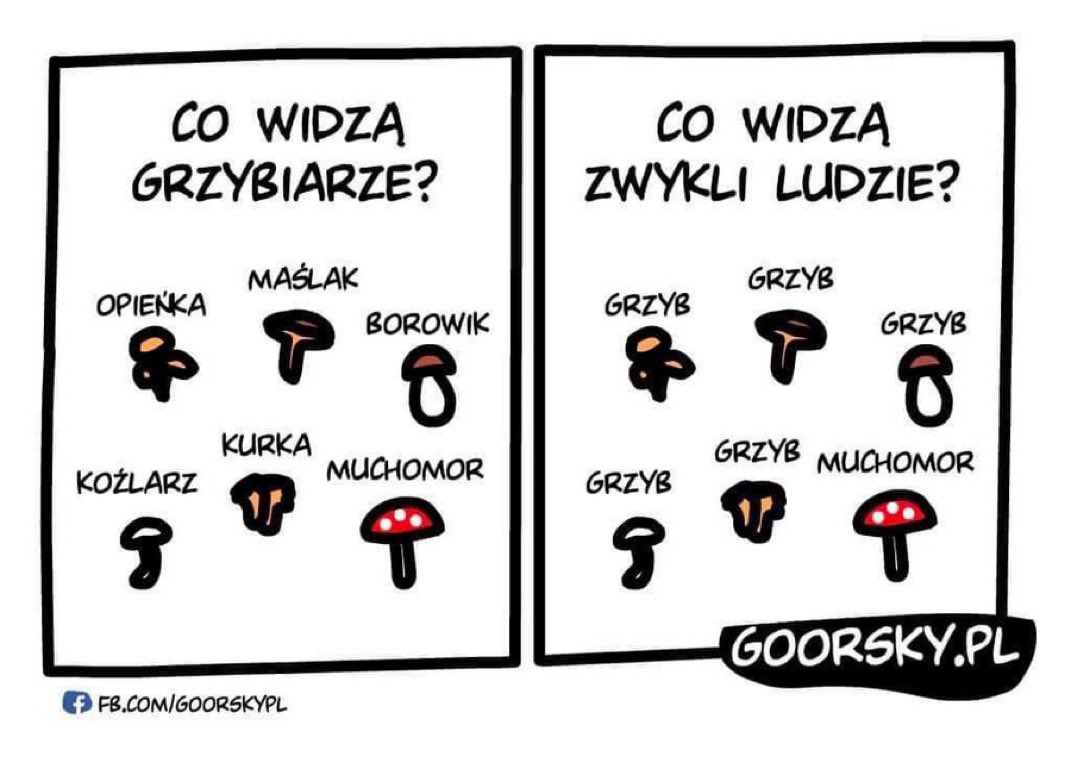 Wysyp grzybów w lasach 😎 #goorsky #humor #grzyby #grzybobranie