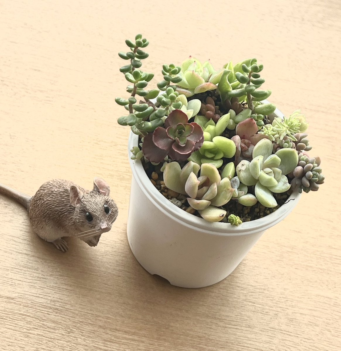 多肉植物お迎えしてきた