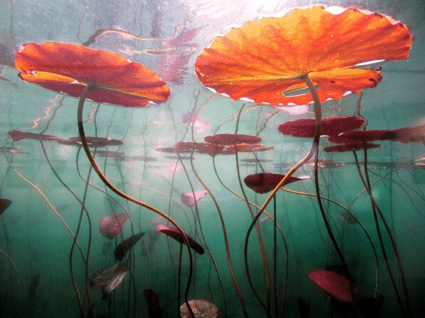 Le monde sensible (@philippe4269) on Twitter photo Michel Loup
Cosmos aquatique / Aquatic cosmos Michel Loup
Cosmos aquatique / Aquatic cosmos