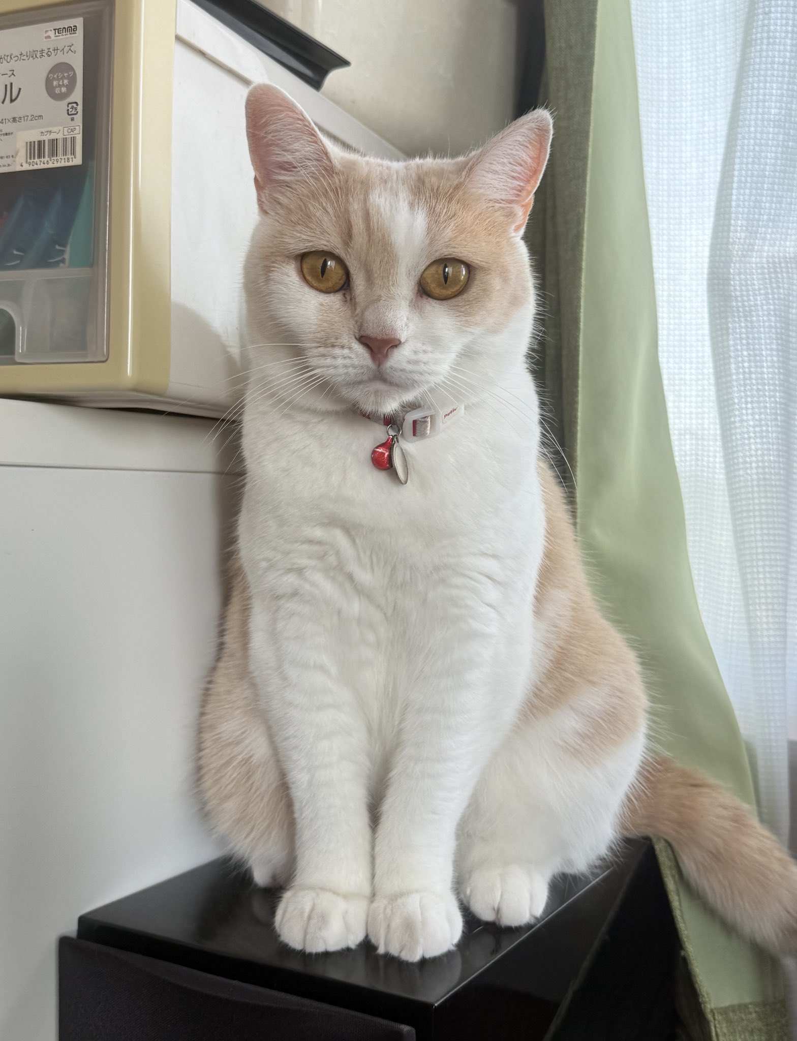 モカ猫 on X: 