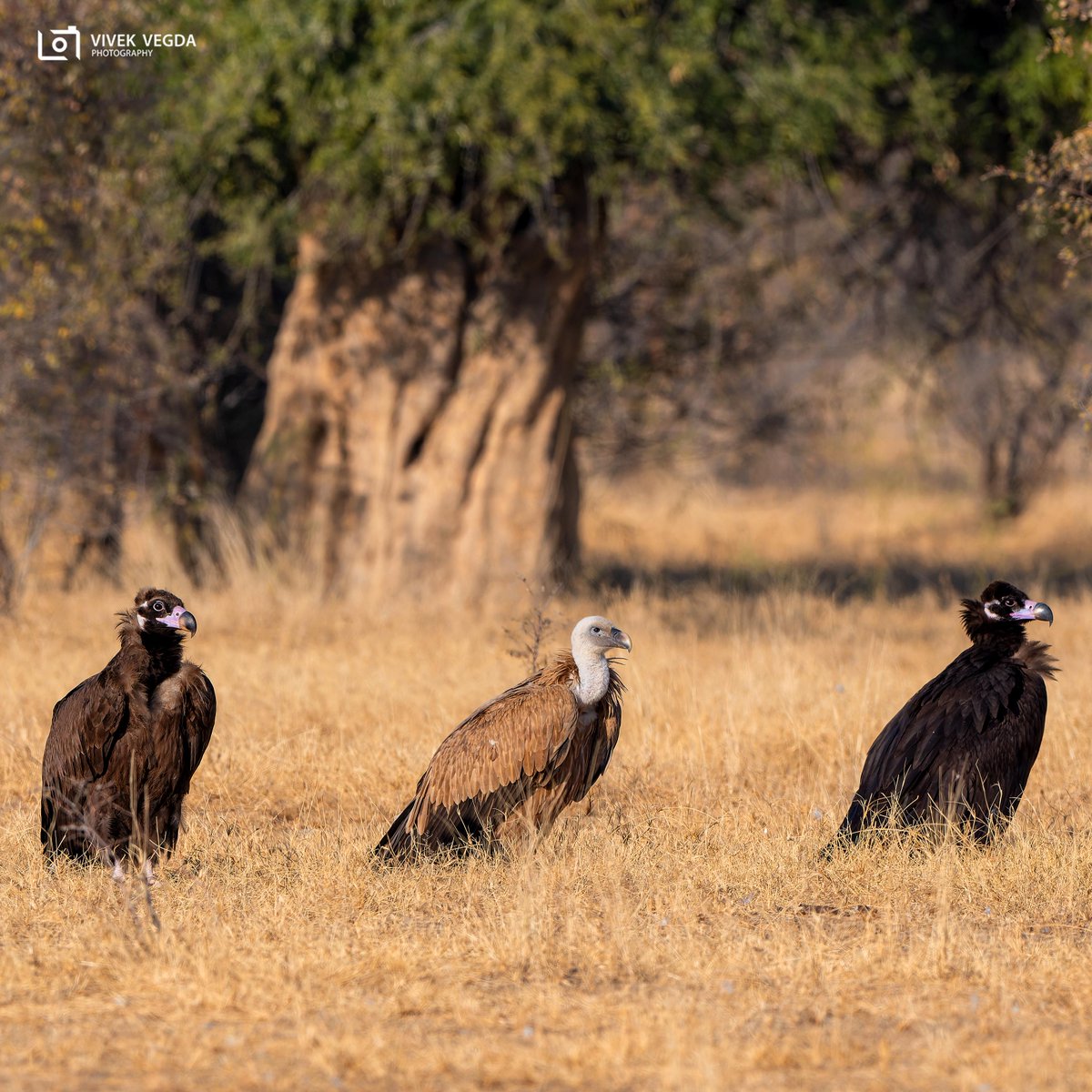 GujBiodiversity's tweet photo. 🦅 International Vulture Awareness Day 2025 🦅
Today we celebrate the unsung heroes of our ecosystem! 🌍
✨ Let’s raise awareness, protect their habitats, and ensure their survival for generations to come. https://t.co/8rv9fryQHX
