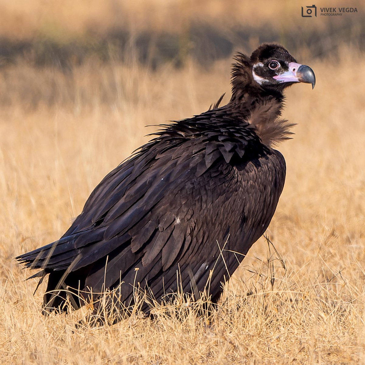 GujBiodiversity's tweet photo. 🦅 International Vulture Awareness Day 2025 🦅
Today we celebrate the unsung heroes of our ecosystem! 🌍
✨ Let’s raise awareness, protect their habitats, and ensure their survival for generations to come. https://t.co/8rv9fryQHX