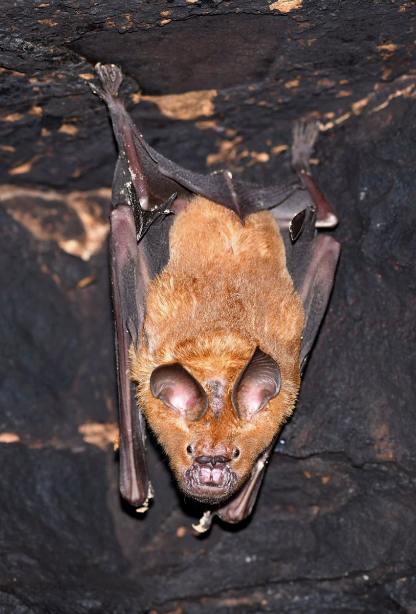 watch_tiger's tweet photo. Species Watch!

Tiger Watch re-discovered a rare leaf-nosed bat in Rajasthan (2023).

Clues: Big colonies | 4-part nose-leaf | beetle-eater | first confirmed from a 150-ft water cave in Karauli.

Know the species? Comment 👇

#SpeciesWatch #Bats #Rajasthan #TigerWatch https://t.co/x78qYT9MwQ