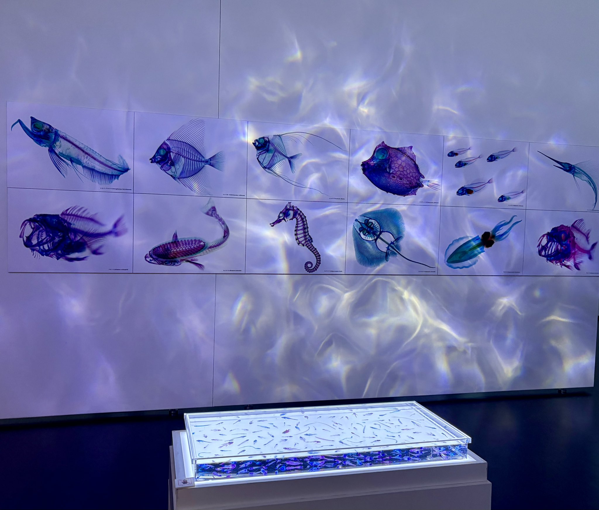 透明標本 うずら 透明標本 ウズラの通販 by 透明標本Clair ショップは