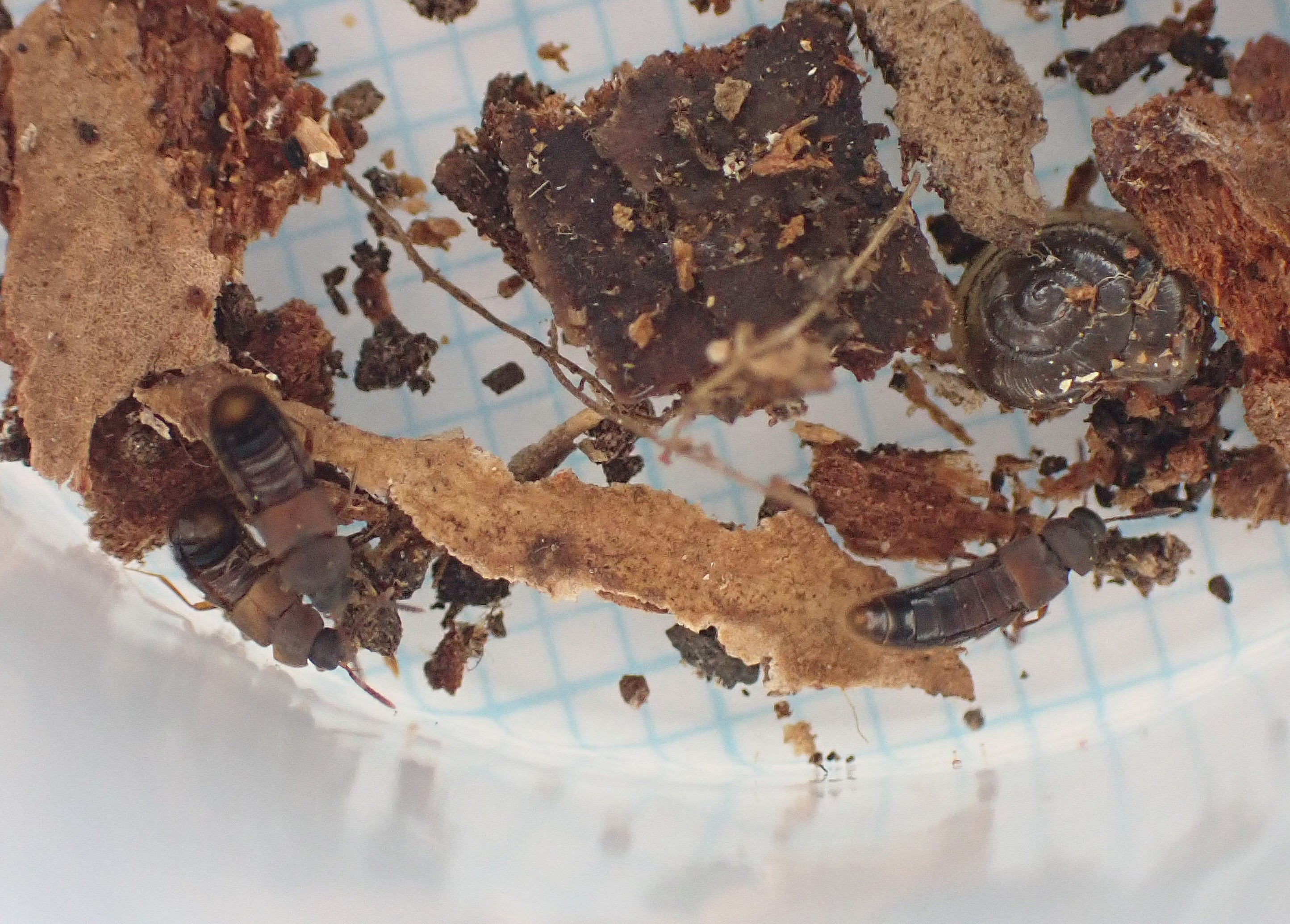 ※大型　顎太　ウクライナ産ケルブス♂野外標本 The bottle containing the largest stag beetle in Japan was