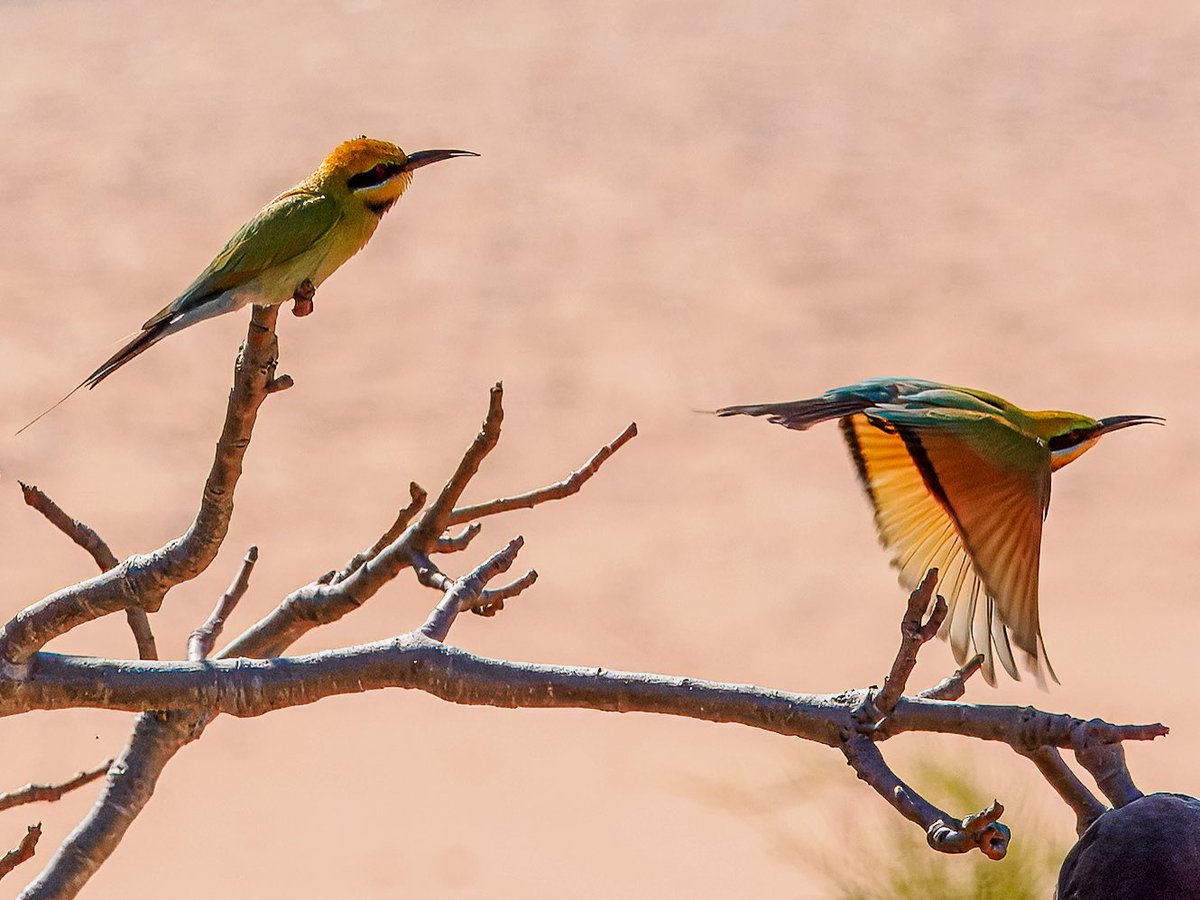 Rainbow Bee-eaters in Broome, Western Australia 😊