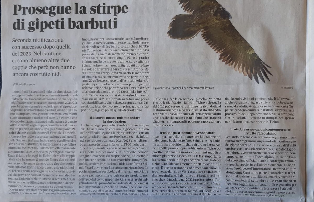 Oggi su La Regione le notizie ufficiali sui Gipeti ticinesi 🦅