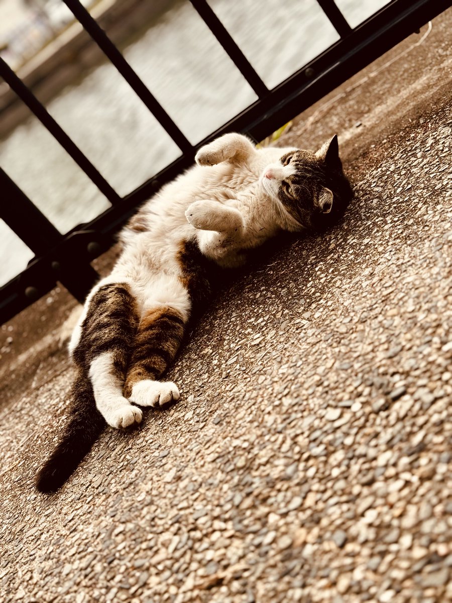 人それぞれ幸せの道はあるの
道が変わって歩み出してるの
だから私はケツ意🍑ケツ断🍑したの

ﾁｸﾁｸ言ってこられる方 分かって頂けますか？他人の道より自分の道を探しましょう

自由気ままに幸せなのはネコだけで良いと思う🐱