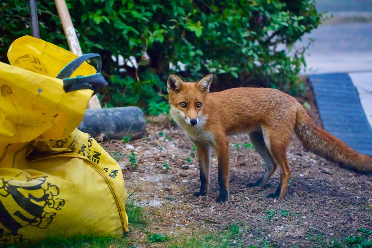 A beauty of a young #FoxOfTheDay today , shared by <a href="/Matt_S_1982/">Matt ♿️🏴‍☠️</a> , thank you Matt