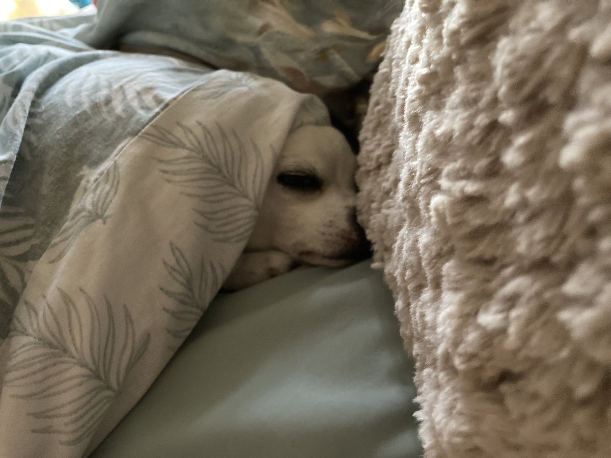 Billy Bear and Chums tweet media