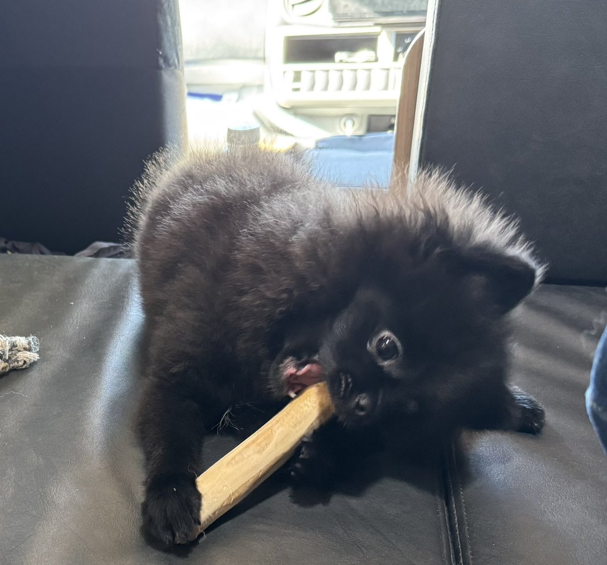 ポメ⭐️コロ&ノア(ポメコロ) (@pocco13) / Posts / X