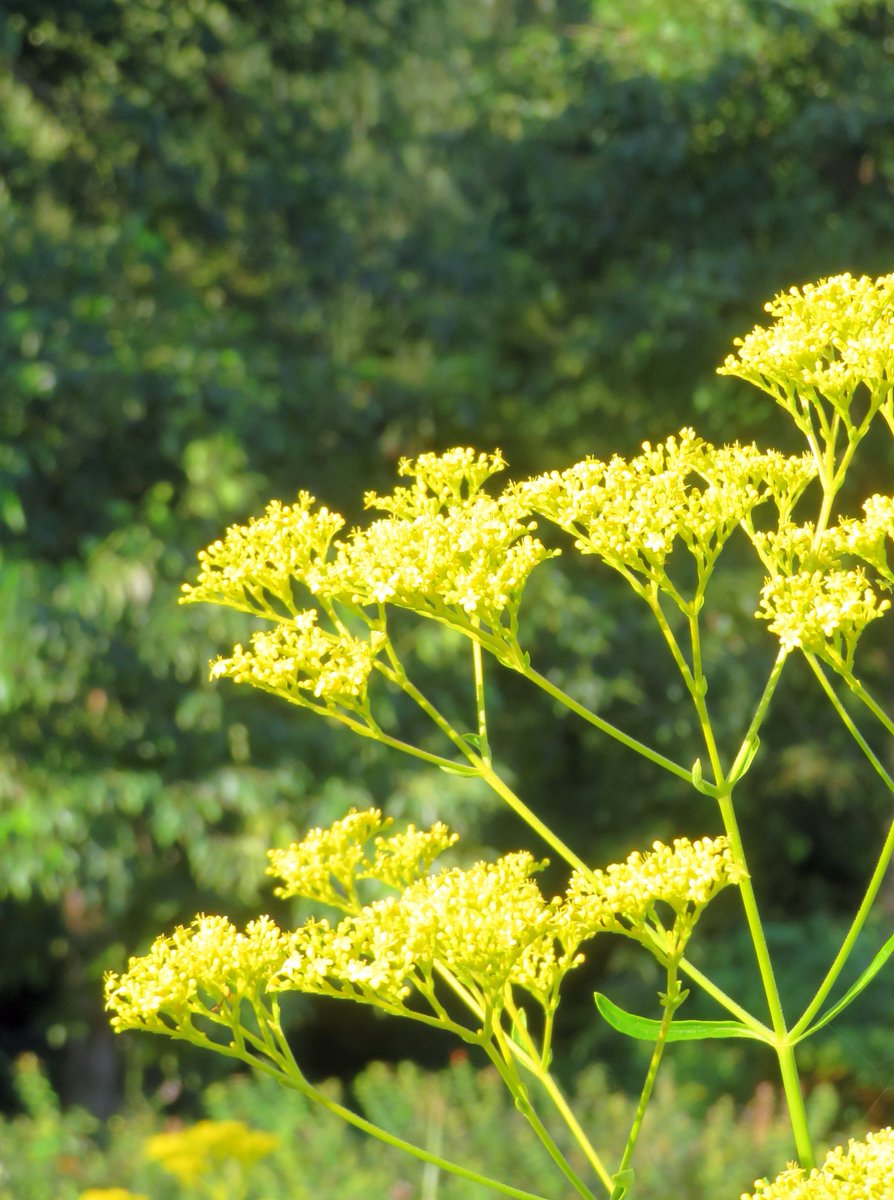 hitomihcx's tweet photo. Neighborhood Flowers/近所の花/2025.09.06
#Kyoto #京都 #arashiyama #嵐山
#Cosmos #コスモス #秋桜
#GoldenLace #オミナエシ #女郎花
#sunflower #向日葵 #ヒマワリ
#Sunfinity #サンフィニティ
#CatTailFlower #蒲 #ガマ https://t.co/WuPEpT509D
