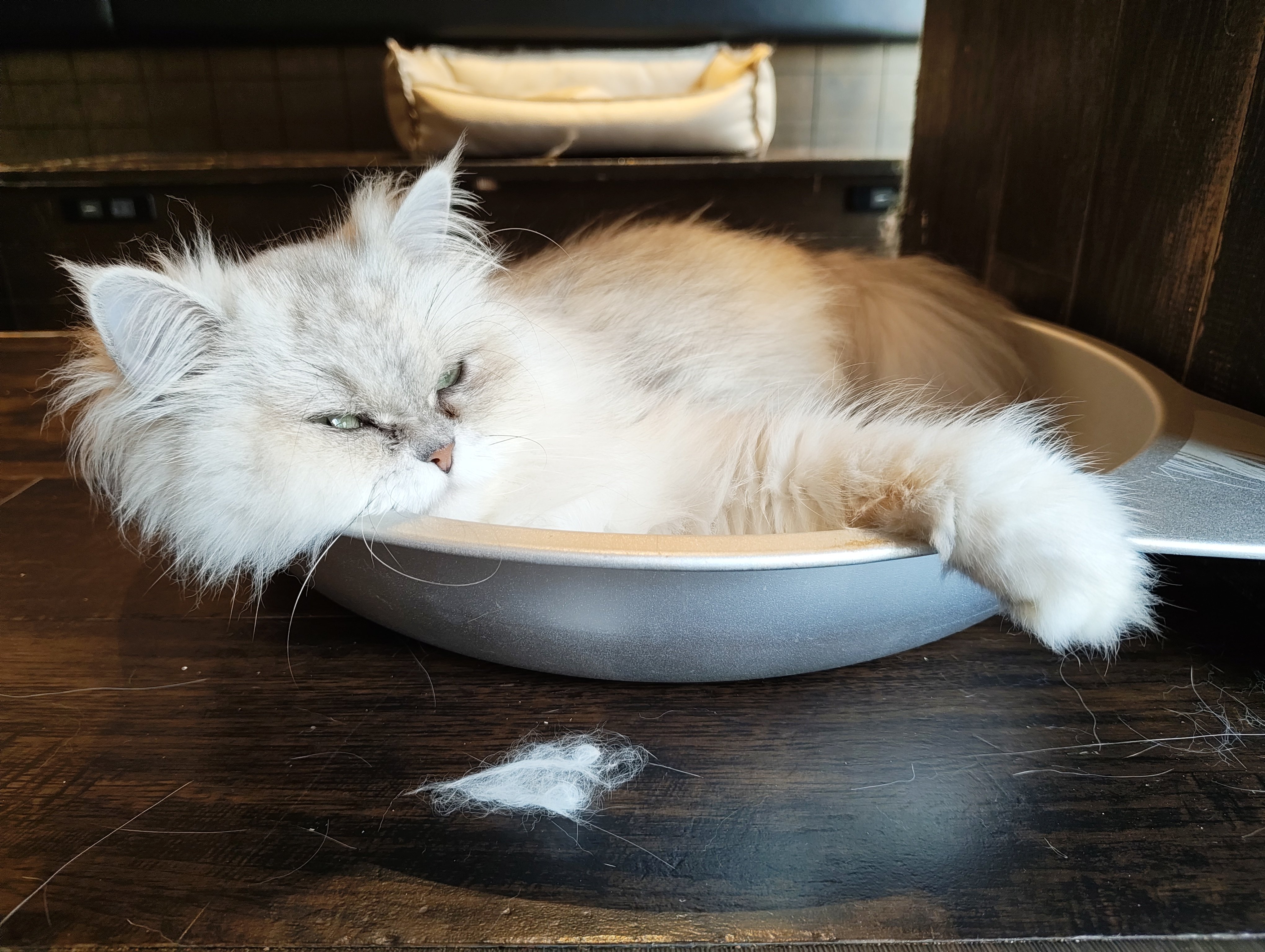 ねこ 飛び猫CHIPキーホルダー＃2 黒 | わちふぃーるどオンライン