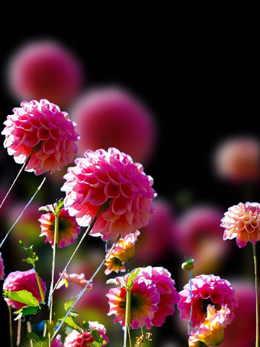 HarriganCath's tweet image. Today’s photo theme is: Round.☀️

#Round #ThePhotoHour #FlowersForTwitter