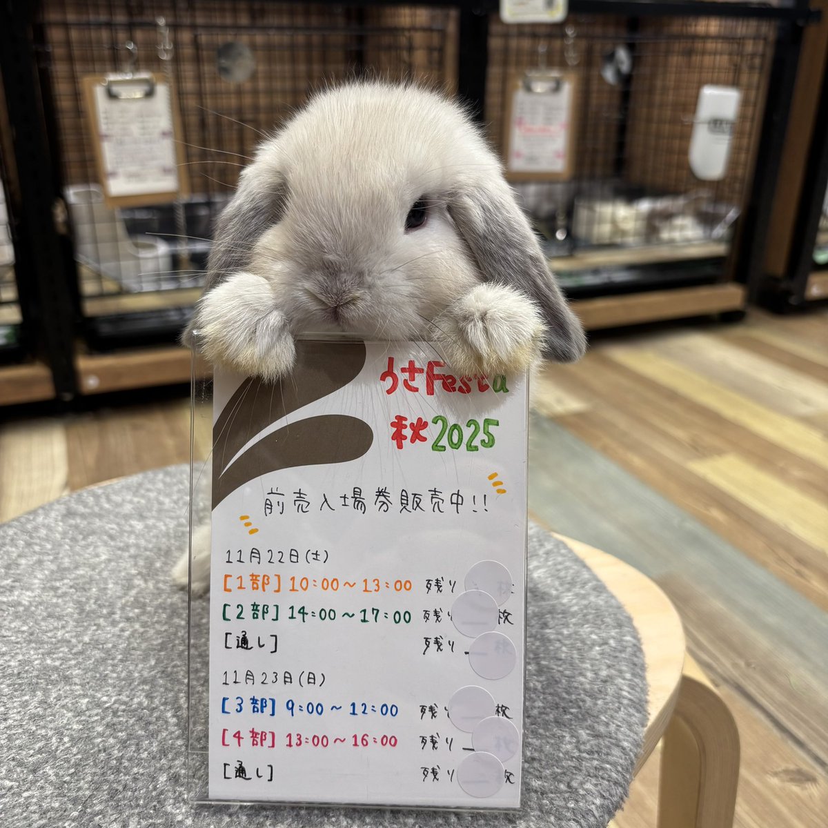 ★うさうさぎ★今夜タイムセール中‼️専用 うさぎ ぬいぐるみ バッグ入り キュート販売 CUTE お出かけ