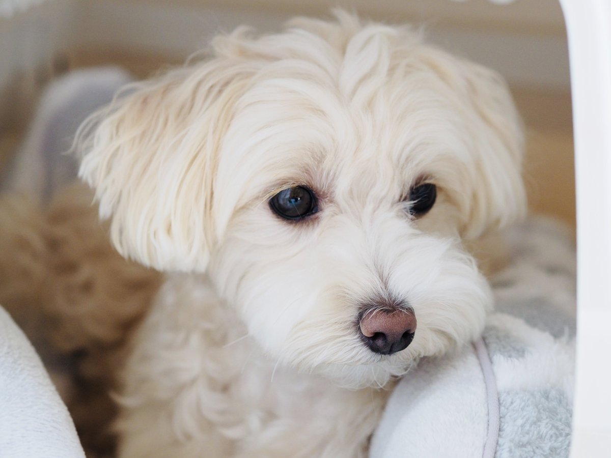 冬系のベッドをチェック🐶