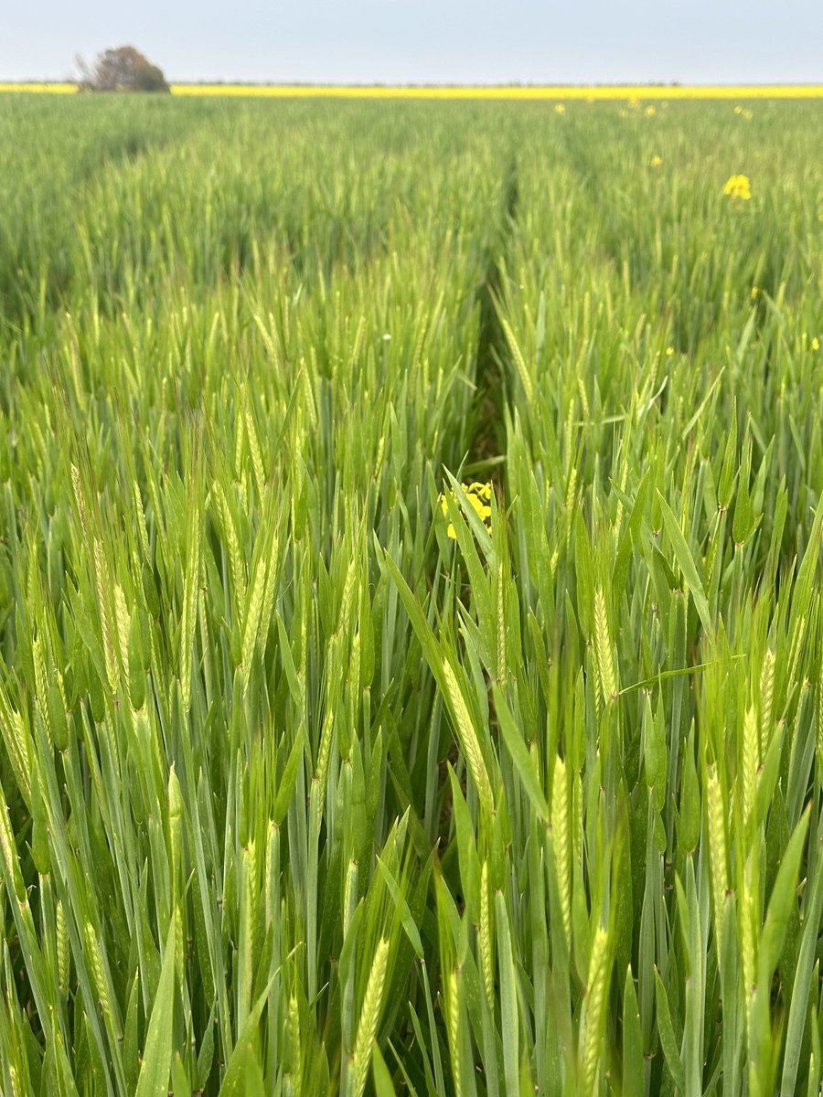 DaleBascomb's tweet image. Heads are just Starting to come out