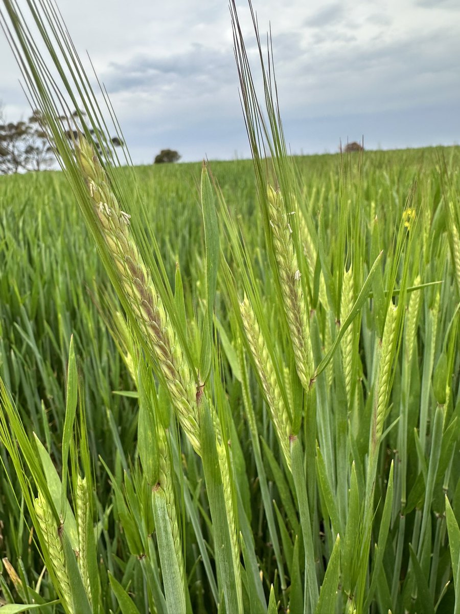 DaleBascomb's tweet image. Heads are just Starting to come out