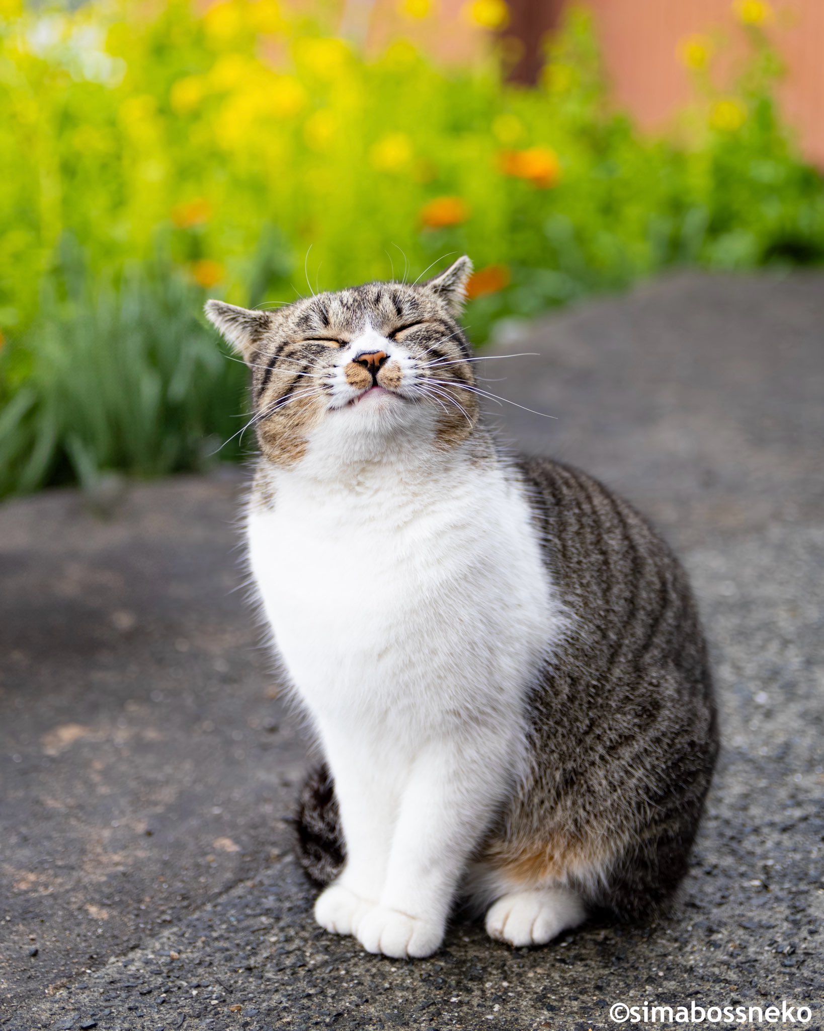 猫の写真 今日もよろしくお願いします マルイシティ横浜B1F 飛び猫商店が
