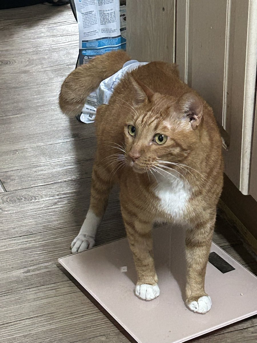 ‼️임보처 급구‼️
9월 중으로 무조건 방을 빼야 하는 주스 😢 주스를 구조한지 한 달이 넘었는데 입양•임보 신청이 단 한 건도 없어요. 초반에 몇 번 들어온 임보 문의도 전부 무산되어 정말 갈 곳이 없어졌습니다. #주스평생가족을찾아요 #고양이입양홍보 #임보처급구