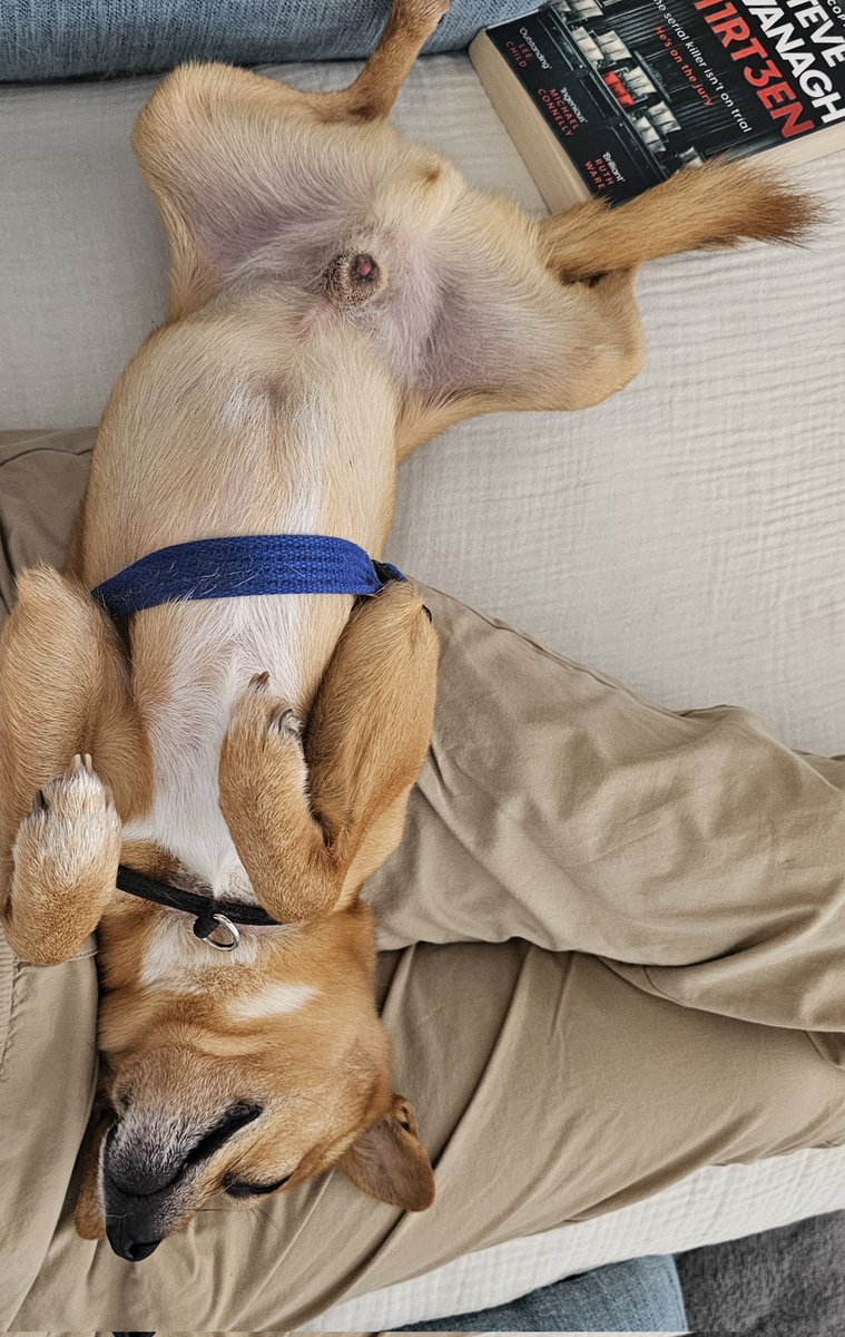 We've just been for the sixth walk today. They urinated on each other, barked at innocent people walking past, and found a chicken bone in the hedge.