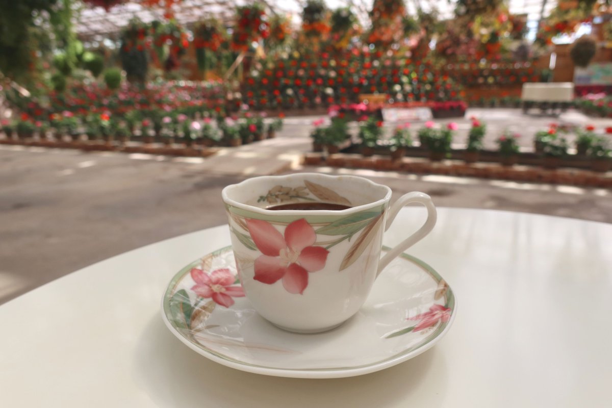 松江フォーゲルパーク産の「コーヒー」が完成しました☕
園内で栽培している「コーヒーの木」から採れた豆で、オリジナルブレンドコーヒーを作ってみました。
まだ採れた豆の量が少ないので数量限定ですが、園内レストランで提供（1杯500円）しています。