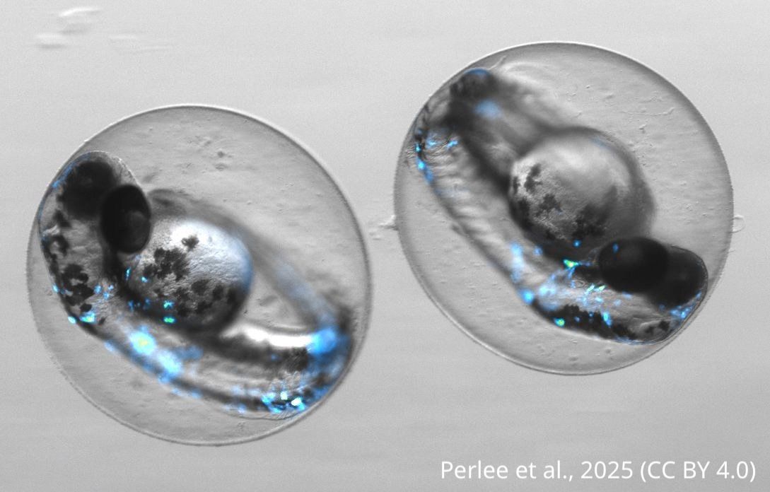 eLife's tweet image. How do genes that keep melanocytes alive affect #melanoma?

Using a #zebrafish line with mitfa-driven Cas9, researchers show that knocking out survival genes can sometimes fuel more aggressive tumour traits.
elifesciences.org/reviewed-prepr…