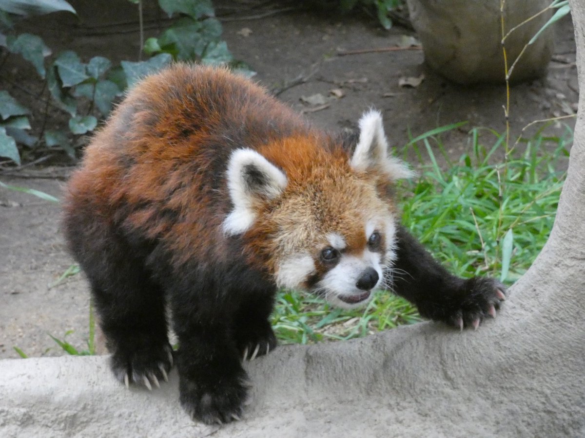 Jami (@redpanda3695) / X